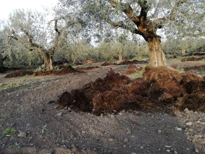 oliveti concimati con letame